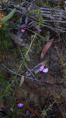 Utricularia uniflora