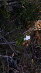 Utricularia uniflora