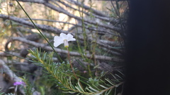 Utricularia uniflora