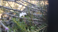 Utricularia uniflora