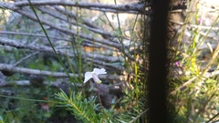 Utricularia uniflora