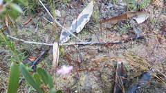 Utricularia uniflora
