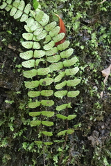 Asplenium trichomanes