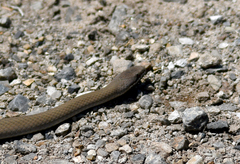 Drysdalia coronoides