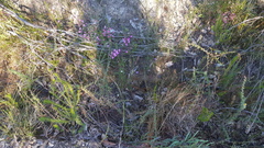 Utricularia uniflora