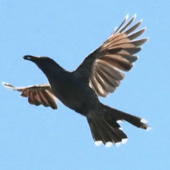 Anthochaera chrysoptera