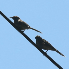 Anthochaera chrysoptera