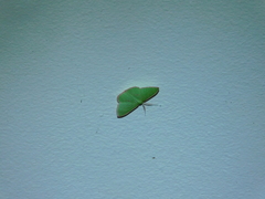 Prasinocyma semicrocea