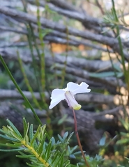 Utricularia uniflora