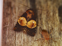 Hampsonodes orbica