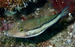 Canthigaster