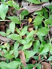 Oplismenus compositus