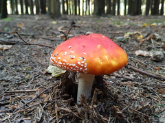 Amanita muscaria