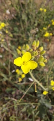Brassica fruticulosa