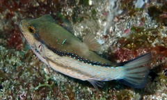 Canthigaster