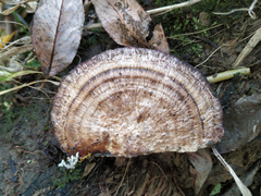 Daedaleopsis confragosa