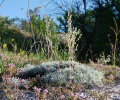 Artemisia hololeuca