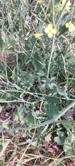 Brassica fruticulosa