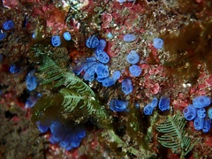 Clavelina