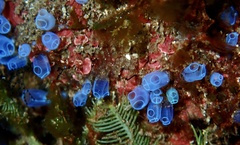 Clavelina