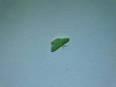 Prasinocyma semicrocea