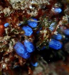 Clavelina