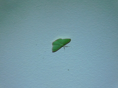 Prasinocyma semicrocea