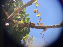 Centropus bengalensis