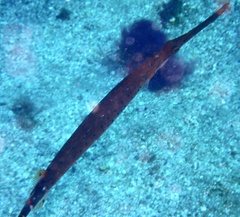 Aulostomus strigosus