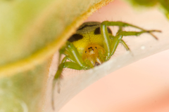 Bijoaraneus praesignis