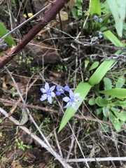 Scilla