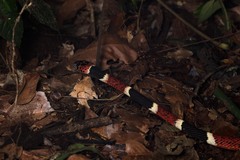 Rhinobothryum bovallii