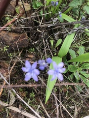 Scilla