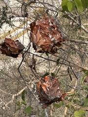 Oecophylla smaragdina