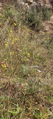 Bidens subalternans
