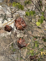 Oecophylla smaragdina