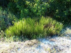 Artemisia salsoloides