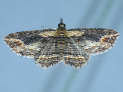 Chloroclystis filata