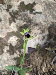 Ophrys fusca iricolor