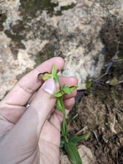 Ophrys fusca iricolor