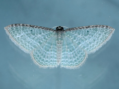 Poecilasthena pulchraria