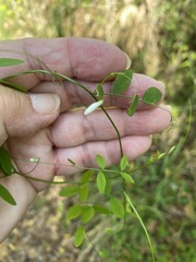 Vicia floridana