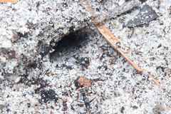 Iridomyrmex bicknelli