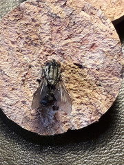 Sarcophaga carnaria