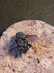 Sarcophaga carnaria
