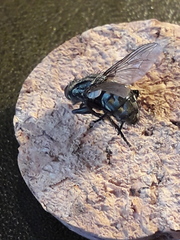 Sarcophaga carnaria