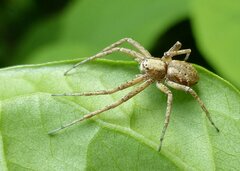 Philodromus aureolus