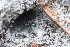 Iridomyrmex bicknelli