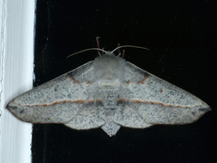 Antictenia punctunculus