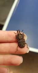 Ryssonotus nebulosus